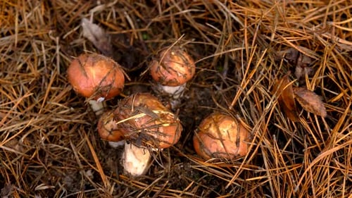 Mushroom Picking in the Forest Selective Focus