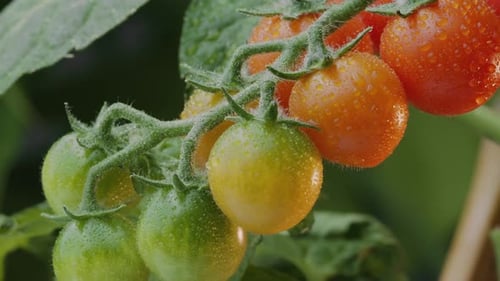 Ripe cherry tomatoes on tomato plants close up.