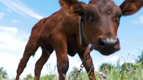 The Gray Calf Cow Graze on a Meadow on Sky Background Slow Motion