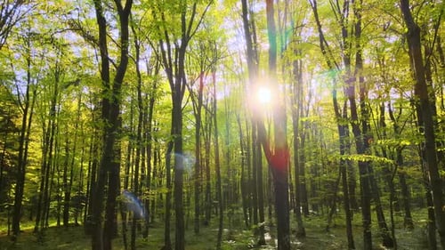Brightly Illuminated with Sunlight Beams Green Forest with Lush Trees at Autumn Sunrise Amazing Wild