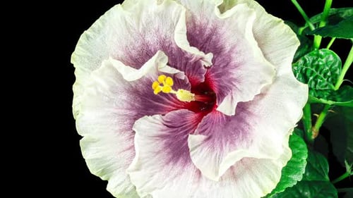 Hibiscus Flower Blooming in Stunning Time-Lapse