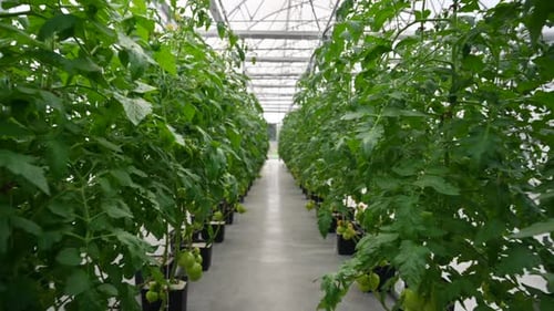 Tomato Plants Growing in Bright Greenhouse Aisle