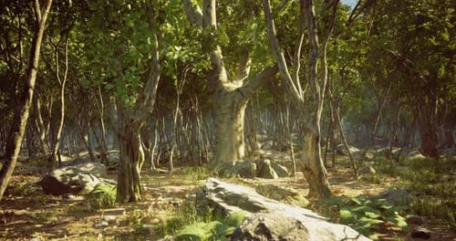 Exploring the Tranquility of an Enchanting Forest During Golden Hour