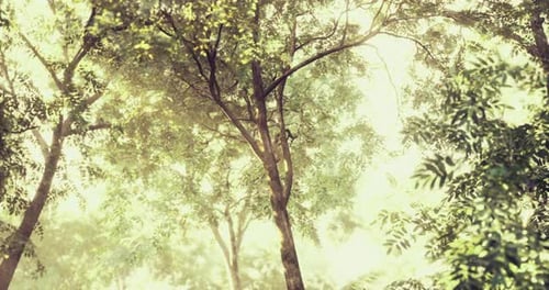 Sunlight Filtering Through Lush Green Trees in a Tranquil Forest Setting