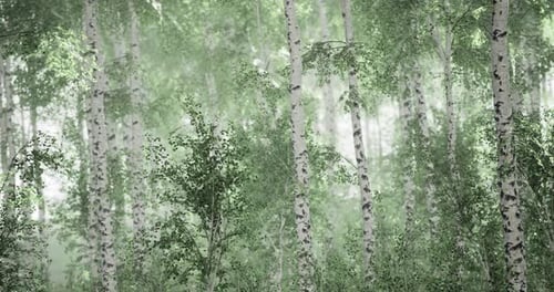 Mist Envelops a Serene Birch Forest Showcasing Natures Peaceful Beauty