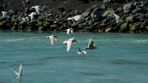 Flock Of Seagulls Flying Over Sea