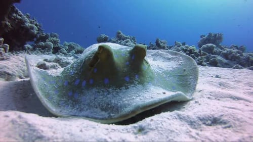 Bluespotted Ray Resting on Sandy Ocean Floor