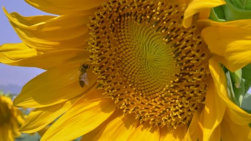Bee on Bright Yellow Sunflower, Close Up