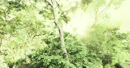 Forêt luxuriante avec lumière du soleil filtrant à travers le feuillage vert