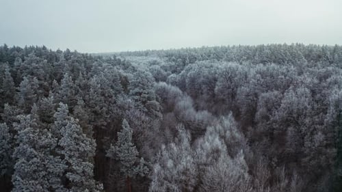 Winter forest. Snowy trees of winter landscape. Beautiful trees covered with frost. Aerial footage.