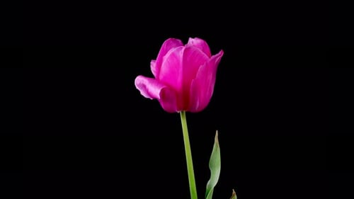 Bright Pink Tulip Opening and Closing on Black
