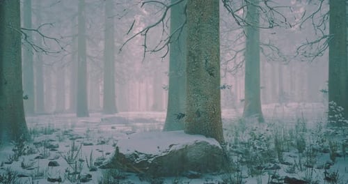 Snow Covered Forest Scene with Tall Trees in Winter