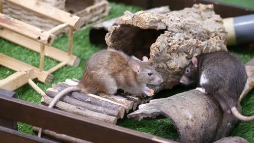 Three Pet Rats Being Hand Fed Treats