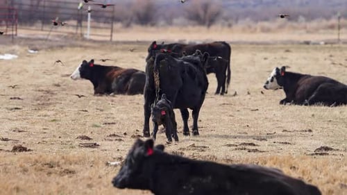 Cattle in Field with Flock of Birds Flying