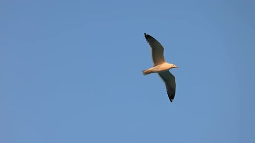 Seagull Flies in the Beautiful Blue Sky