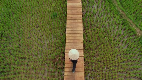 Rice Field in Luang Probang Laos