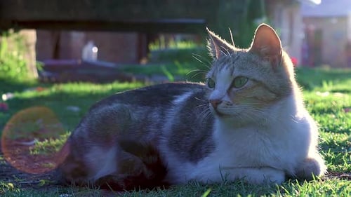 Tabby Cat Resting in Afternoon Sunlight on Grass