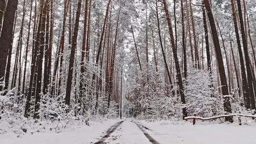 Aerial view of white forest and footpath in winter.