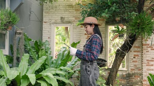 Asian adult female gardener standing in backyard checking plant condition using tablet wearing hat
