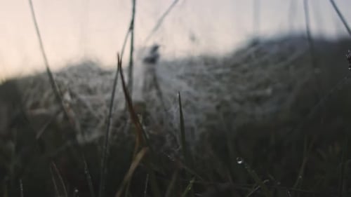 Spiderweb in autumn with sunrise