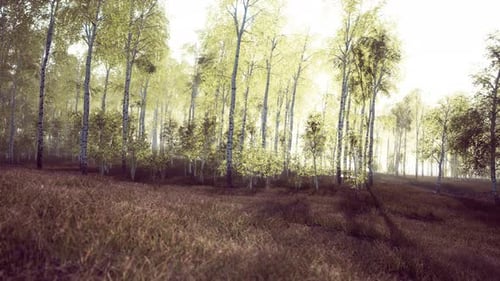 Birch Grove By a Sunny Day