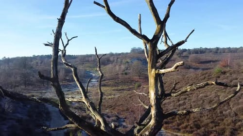 Drone shot going through a dead tree looking over nature national park.