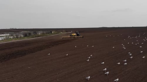 Tractor working with birds on the field