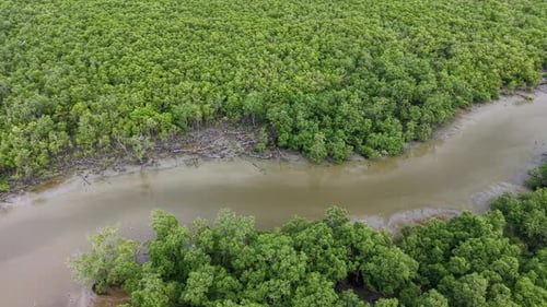 Aerial view of green mangrove trees along estuary river