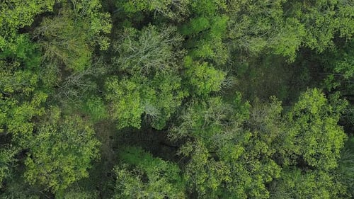 Vertical Green Environment Background Forest Trees