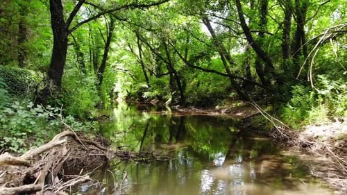 Schnelle Luftaufnahme aus flachem Winkel durch einen kleinen Bach, umgeben von grüner, üppiger Vegetation