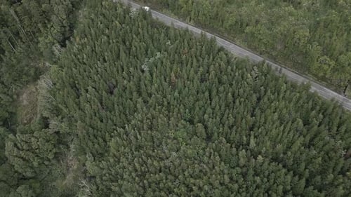 Car driving on rural road through forest. Aerial top-down orbiting