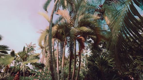 Lush Tropical Palm Trees Swaying in Gentle Breeze