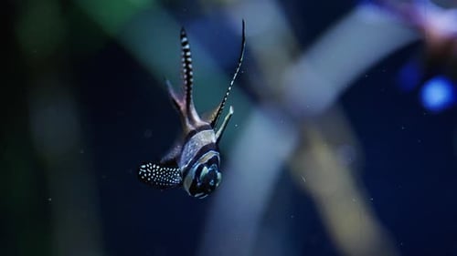 Tropical Banggai Cardinalfish Swimming
