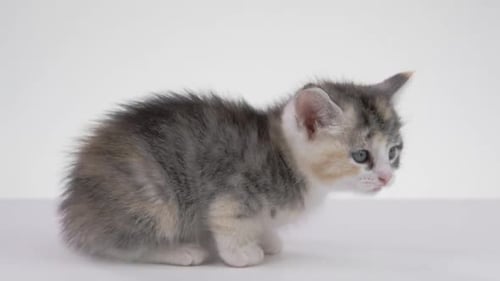Adorable Kitten Sitting Calmly on the Floor