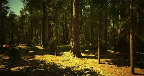 Sunlight Filters Through Tall Trees in a Serene Forest Landscape