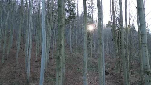 The Sun Behind The Trees