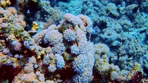 Close up landscape view of colourful moving sea anemone invertebrates on a vibrant reef along the