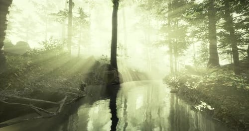 Sunlight Filters Through Trees Beside a Calm Stream in a Lush Forest