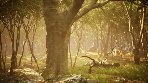 Sunlight Filtering Through Trees in a Serene Forest During Early Morning