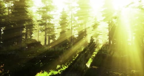 Sunlight Filters Through Lush Forest Trees Creating a Magical Atmosphere