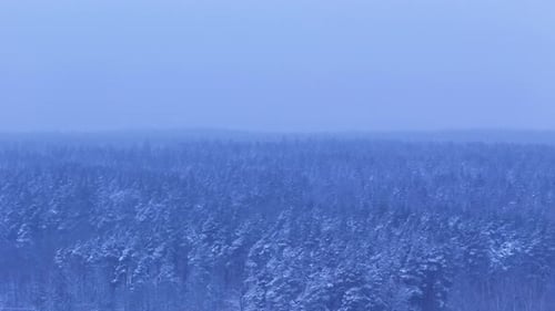 Bosque invernal sin fin con sensaciones cambiantes, vista aérea