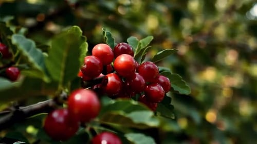 Vibrant Red Berries Growing on a Green Leafy Branch
