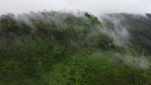Aerial view of the trees in the valley with fog in the morning.