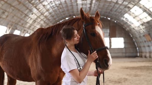 Female Vet checks a Horse in Riding Hall