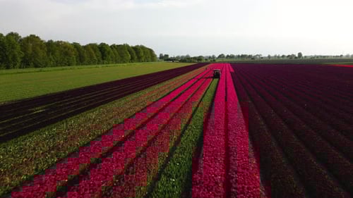 Iconic blooming flower fields of Netherlands, aerial drone view