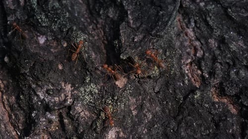 Fourmis tisserandes ou fourmis vertes (genre Oecophylla) sur un arbre