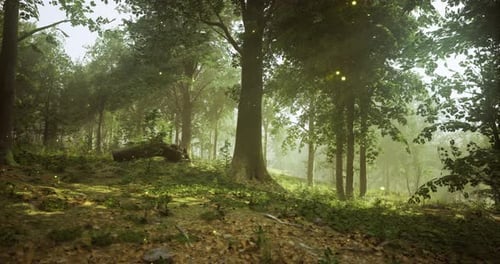 Lush Green Forest Filled with Vibrant Light and Serene Atmosphere