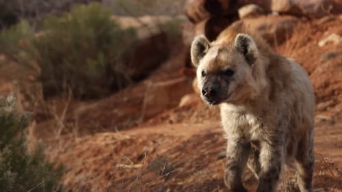 hyena running towards you slomo