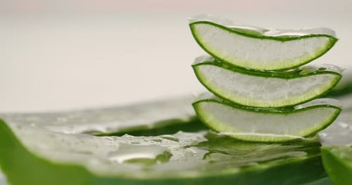 Close Up of Aloe Vera Plant with Water Droplets