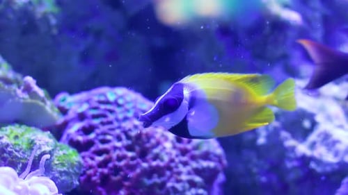 Foxface schwimmt zwischen Anemonen und Felsen unter dem Meer. Fische schwimmen. Siganus vulpinus.